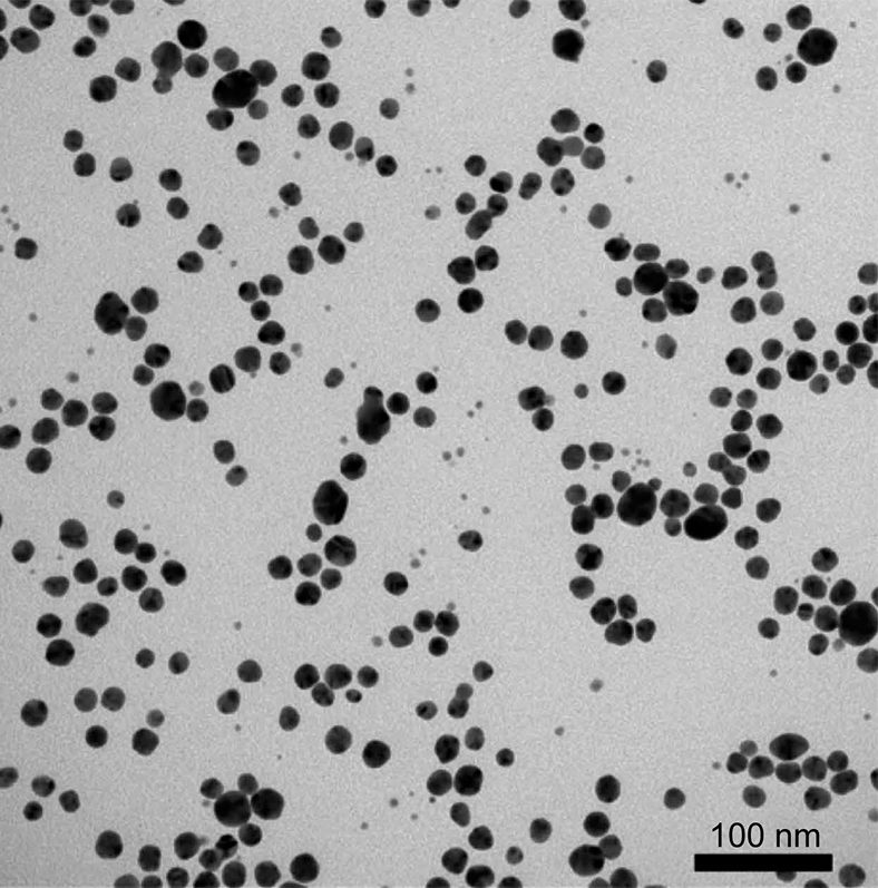 Nanoparticelle di argento (da Losasso et al., 2015)
