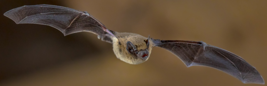Pipistrelli e rischi per l'uomo: sfatiamo alcuni miti