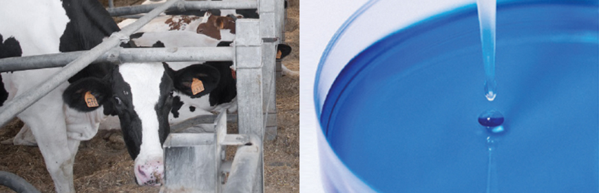 Protocollo per la gestione di un focolaio di salmonellosi negli allevamenti di bovine da latte