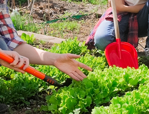 Radici di Solidarietà, un progetto per promuovere le fattorie sociali in Veneto